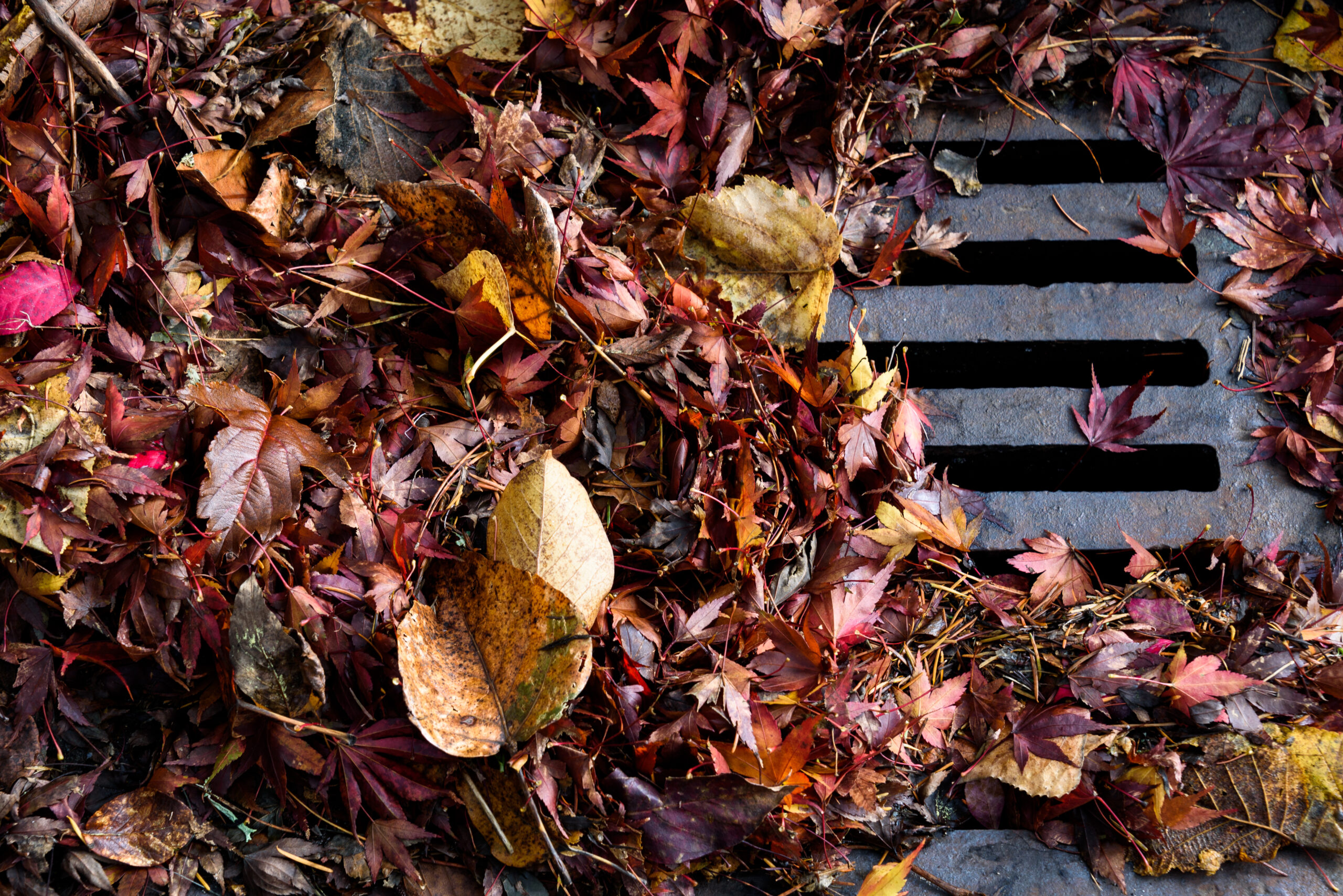 A bunch of leaves are piled over the grate of a catch basin